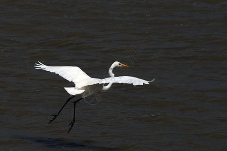 起飞翅膀环境热带湿地沼泽涉水水禽漂浮野生动物航班图片