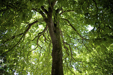 木栗树中心躯干板栗日光木头树干绿色图片
