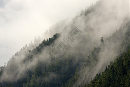 山区森林土地山脉薄雾树木风景阴影环境松树场景情绪图片