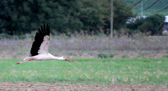 黑色和白色的海移动濒危羽毛猎物动物捕食者湿地荒野水鸟野生动物鸟类图片