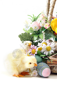 复活节小鸡篮子庆典绿色柳条黄色假期白色宗教婴儿季节图片