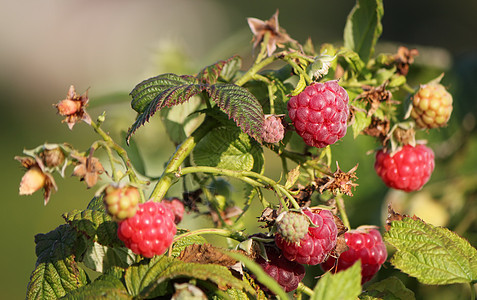 草莓团体活力水果食物衬套植物花园季节乡村浆果图片