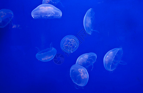 蓝色的珠儿鱼荨麻水族馆海蜇海洋野生动物图片