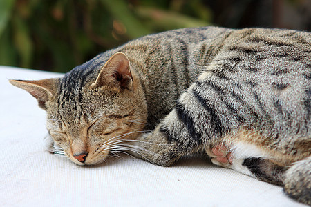 可爱的姜猫睡在桌子上睡眠爪子哺乳动物小动物宠物动物野生动物猫科荒野花园图片