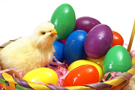 复活节小鸡白色黄色假期宗教绿色庆典季节婴儿篮子图片