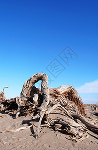 沙漠枯树沙漠中枯树裂缝蓝色气候孤独土地沙丘枯木遗迹土壤晴天背景