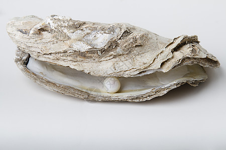 海洋宝藏岩石奢华珠宝牡蛎稀有性珍珠宝石白色财富食物图片