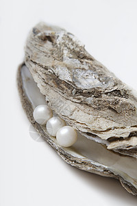 珍珠和牡蛎图片