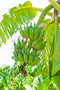 香蕉连在树上叶子蓝色种植园水果植物学植物农场营养树干食物图片