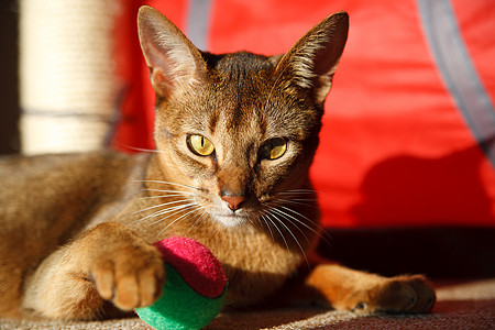 阿比西尼猫猫科动物小猫耳朵短发行动食肉好奇心晶须橙子动物图片