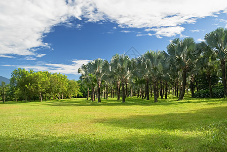 热带热带风景农业村庄国家生长场地场景植物群植物稻田天空图片