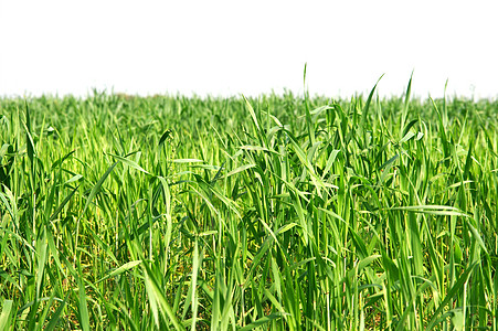 外地生长农田土壤培育稻草农村风景地面小麦场地图片