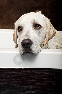 湿狗动物宠物鼻子朋友浴室眼睛淋浴卫生猎犬犬类图片