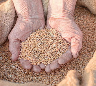 旧农民的小麦和手烹饪老年皱纹纤维乡村工人谷物生长场地文化图片