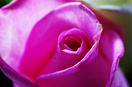 紧贴粉红玫瑰园艺花园花朵花束香水植物群宏观粉红色植物生长图片