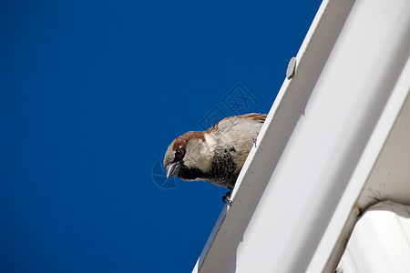 加拿大屋顶上的麻雀屋鸣禽棕色羽毛野生动物灰色男性动物房子图片