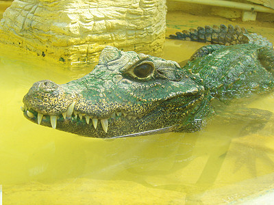 鳄鱼鳄皮革荒野猎人恐龙蜥蜴皮肤眼睛野生动物爬行动物牙齿图片