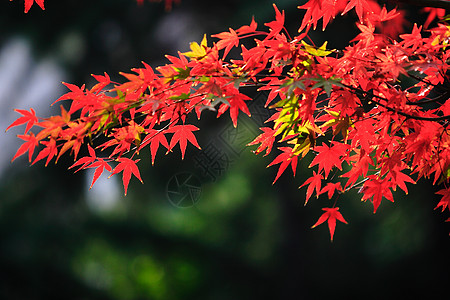 植物 树 枫树叶叶子特征黄色红色作品橙子季节场景团体宏观调控图片