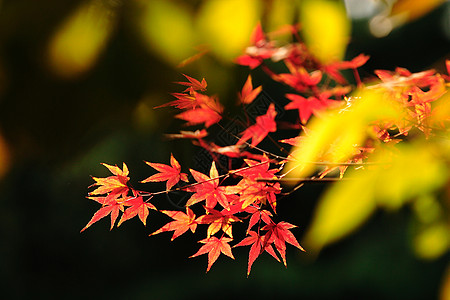 植物 树 枫树叶宏观调控叶子季节作品黄色肤色特征橙子团体红色图片