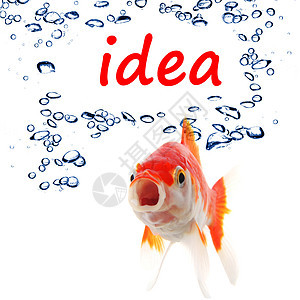 想法金鱼动机创造力思考白色教育科学解决方案气泡商业背景图片