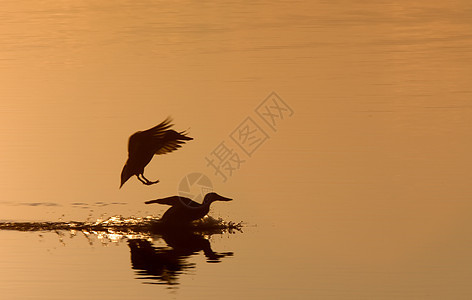 加拿大日落锡路特鸭子鸟类太阳黄色橙子蓝色红色反射飞行野生动物天空图片