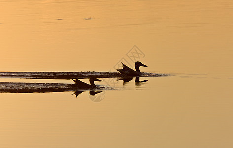 加拿大日落锡路特鸭子红色季节天空池塘蓝色飞行橙子日历鸟类太阳图片