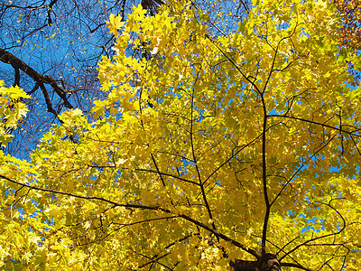 秋天在公园的梅树植物群橙子白色红色叶子黄色季节环境季节性图片