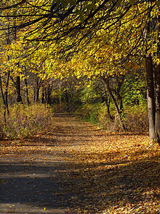 秋天公园天空车道地毯树叶叶子树木分支机构天篷季节蓝色图片
