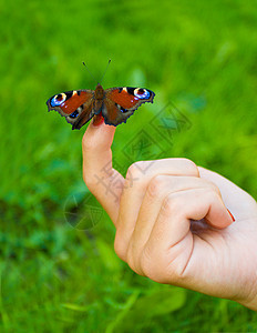 蝴蝶坐在手指上图片
