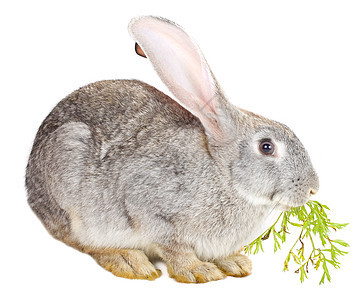 灰兔吃胡萝卜叶耳朵爪子晶须工作室叶子白色哺乳动物绿色宠物食物图片