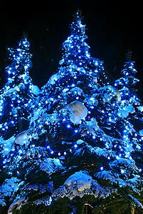 圣诞树民众针叶树松树林地树木装饰风景庆典假期传统图片