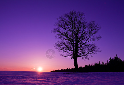日落时的孤树橡木孤独风景紫色天空太阳寂寞场景黄色荒野图片