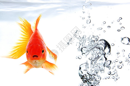 金金鱼水族馆游泳海浪环境生态动物飞溅自由气泡鱼缸图片