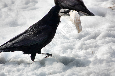 乌鸦贪婪食物荒野黑色图片