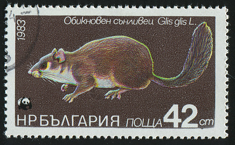邮票生物胡须动物脊椎动物邮局集邮信封老鼠邮戳尾巴图片
