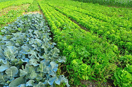 耕地蔬菜农村太阳肥料栽培地平线植物农场收获花园图片