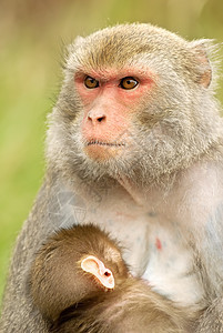 母亲和她的孩子毛皮哺乳动物新生母性巨人猕猴童年妈妈父母婴儿图片