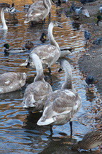 湖团伙童话野生动物羽毛兄弟姐妹水禽保护池塘动物幸福图片