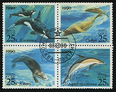 邮票海洋水族馆哺乳动物游泳邮件狮子动物鲸鱼集邮荒野图片
