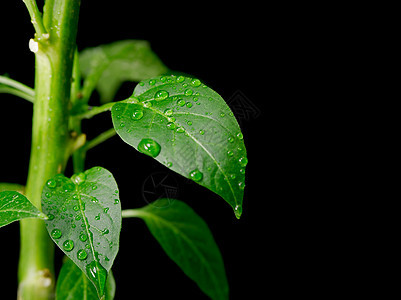 工厂农场植物树叶环境食物发芽园艺进步蔬菜地面图片