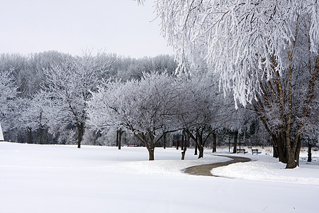 公园树上的新雪图片