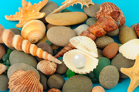 珍珠在开阔的壳中假期星星旅行野生动物螺旋海洋蓝色收藏生活贝壳图片