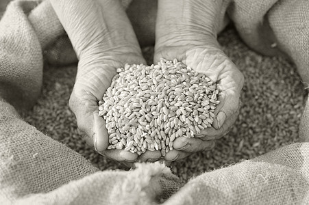 旧农民的小麦和手农场场地乡村工人植物谷物生长食物收获烹饪图片