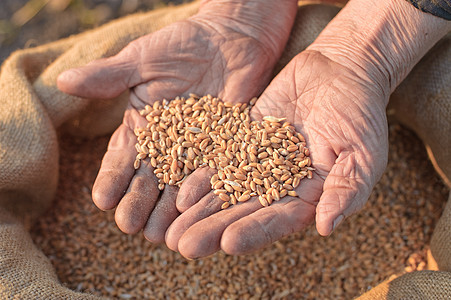 旧农民的小麦和手宏观纤维农场谷物面包大麦场地播种金子收获图片