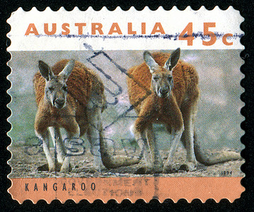邮票明信片野生动物邮件袋鼠生物公园毛皮耳朵集邮尾巴图片