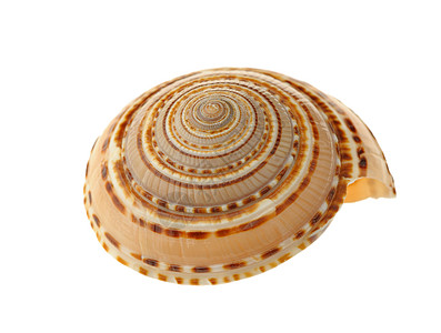 海壳蜗牛鸟蛤纪念品热带贝壳锥体漩涡曲线动物宏观图片