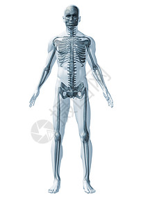 人骨骼人类图片