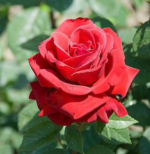 阴暗的红玫瑰花朵图片