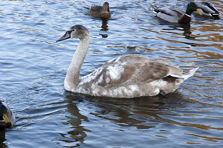 湖孩子鸭子少年水禽后代兄弟姐妹野生动物团伙保护池塘图片