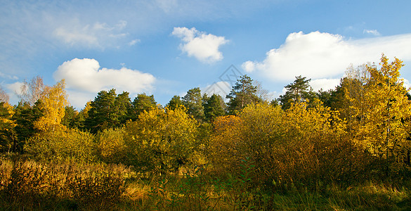 秋季风景植物地面样本星尘橙子树叶植物群叶子植被国家图片